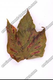 Photo Texture of Leaf 0048